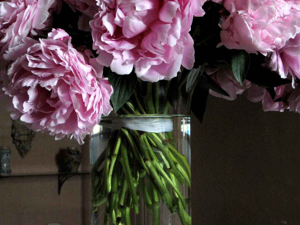 Peonie