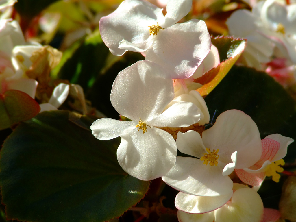 Flowers 2