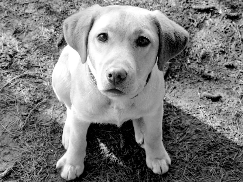 Brando