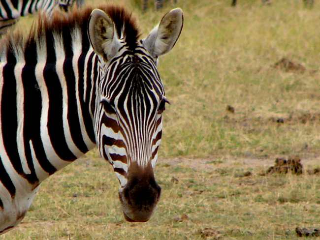 Zebraprimopiano