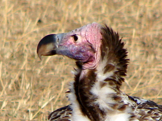 Avvoltoio orecchiuto