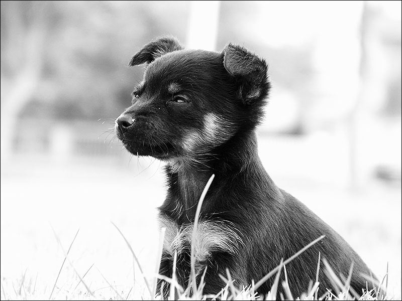 Animali