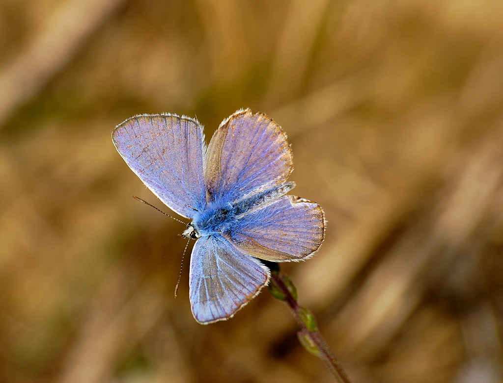 farfalla