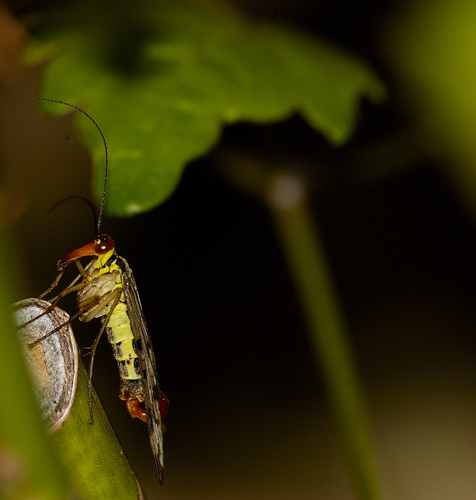 mosca scorpione