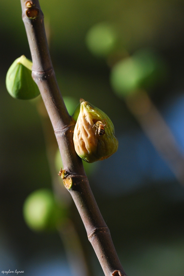 Autumn fruit
