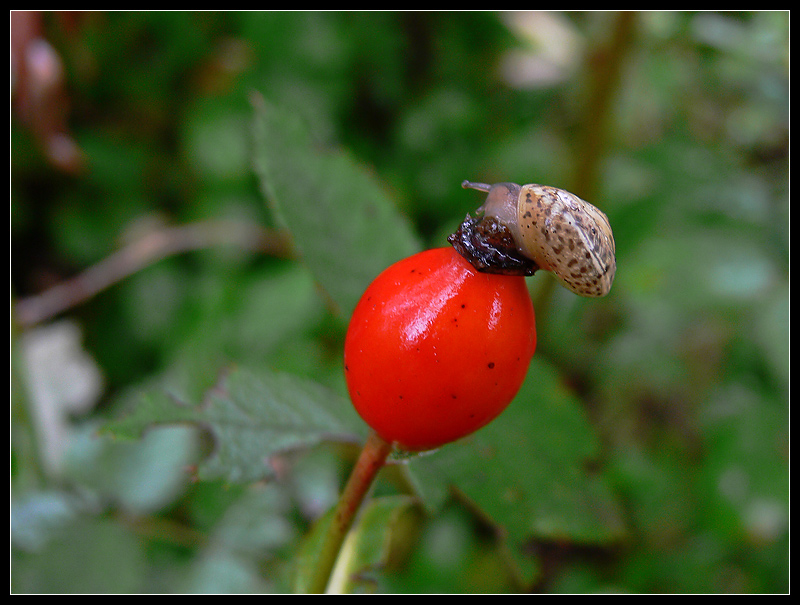 Lumaca Golosa :=