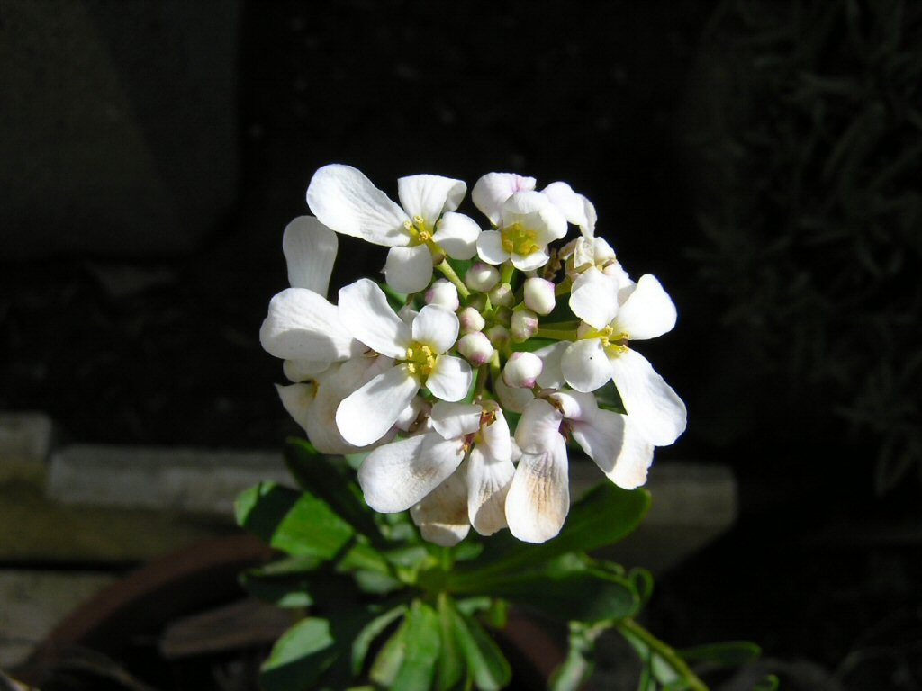2Foto:Fiore