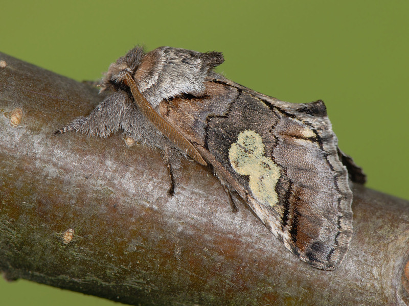 Diloba caeruleocephala