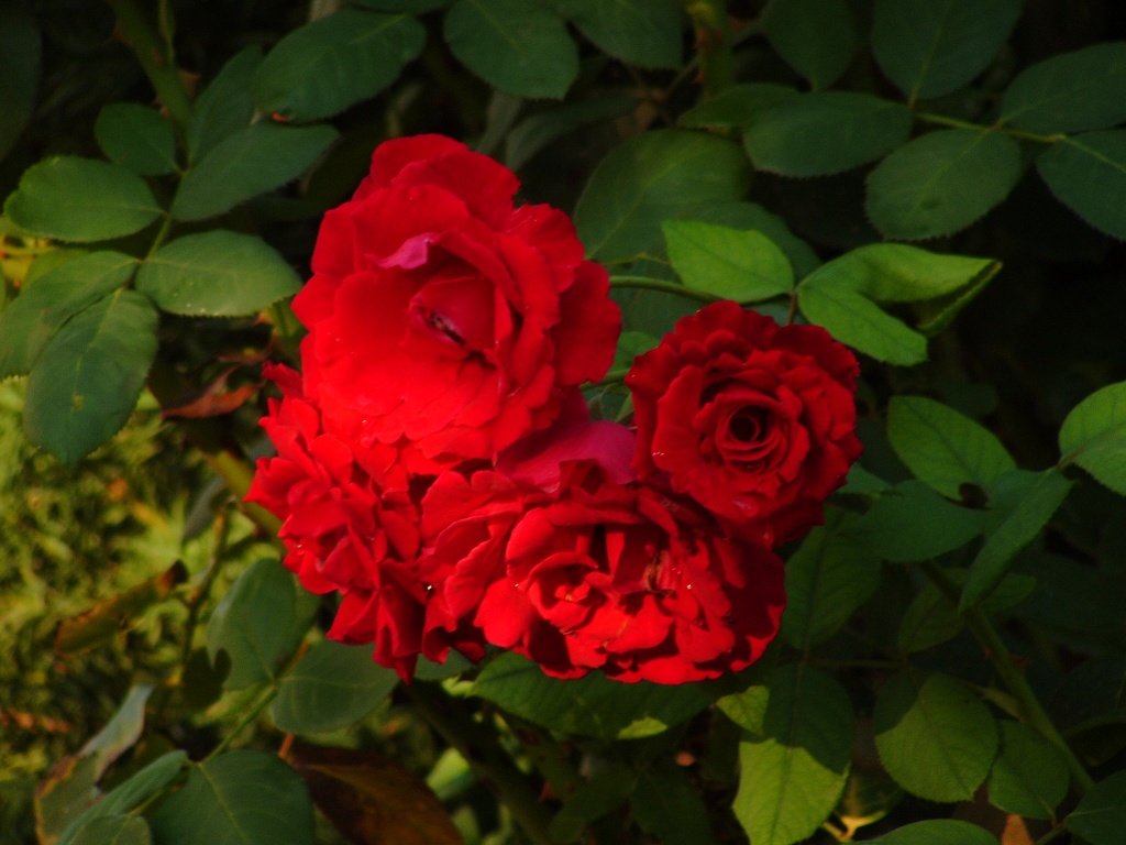 rosa