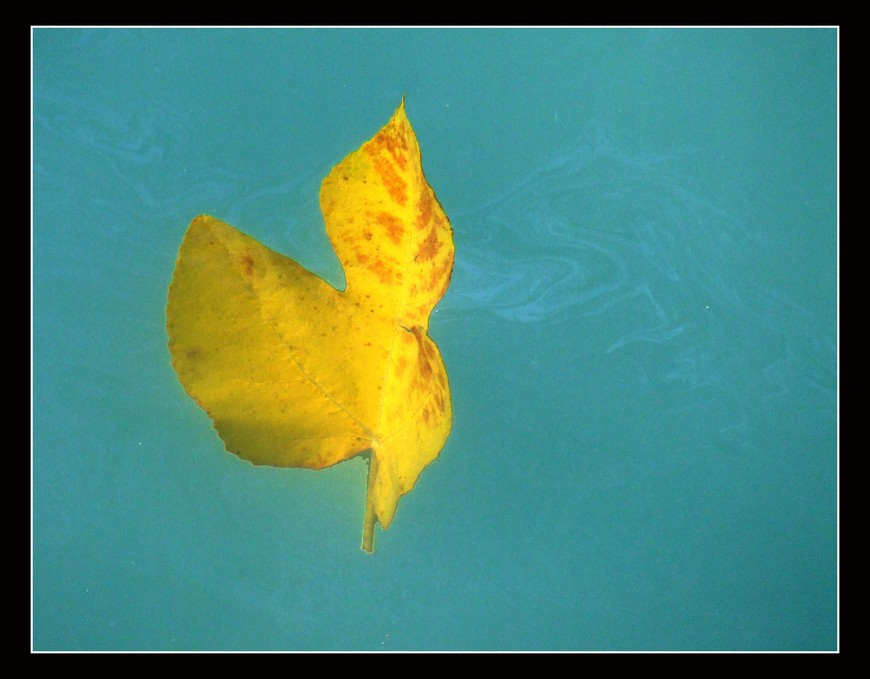 Foglia sull'acqua