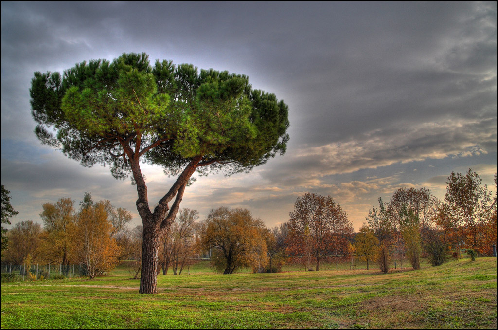 pino (hdr)