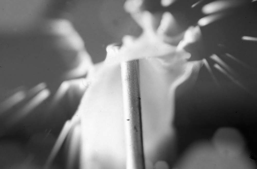 goccia - macro