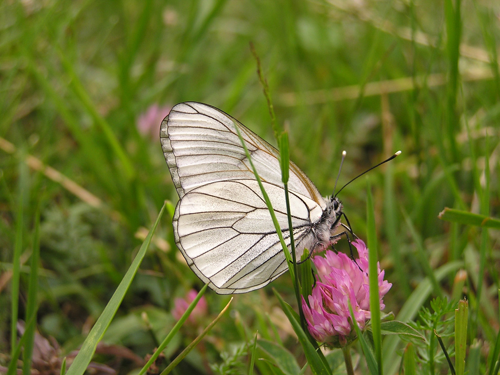 farfalla