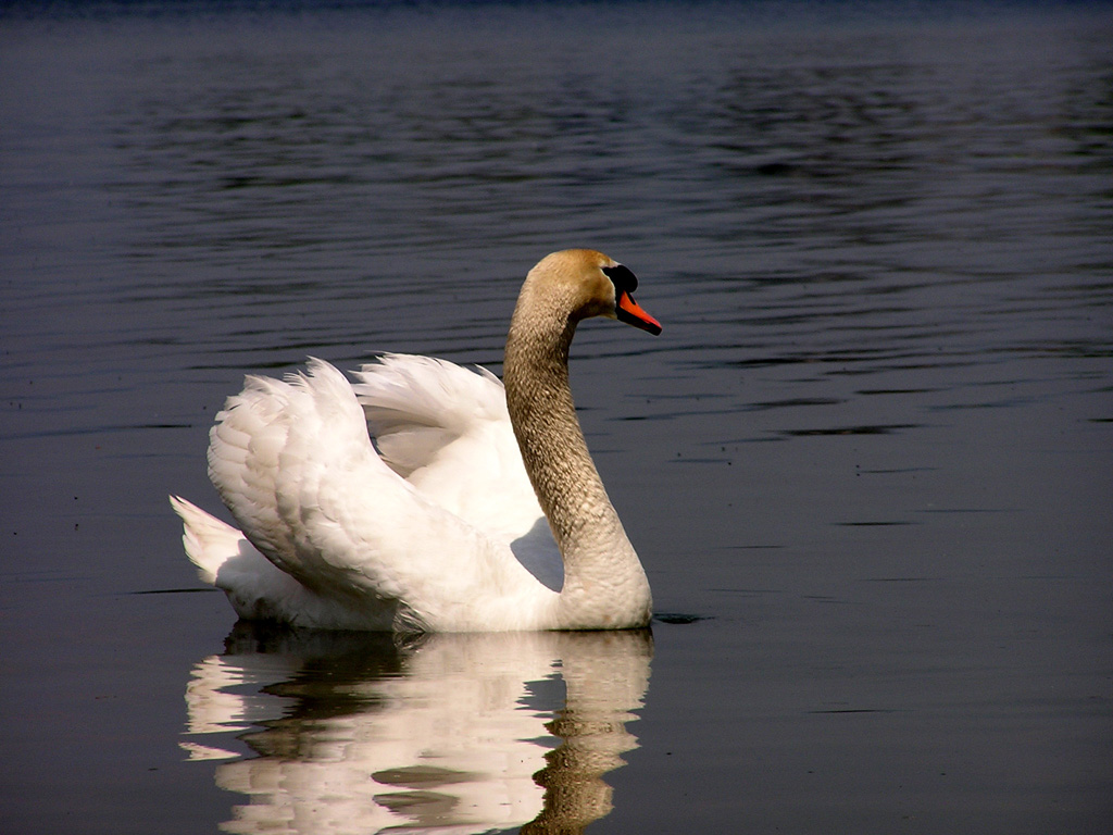 cigno2
