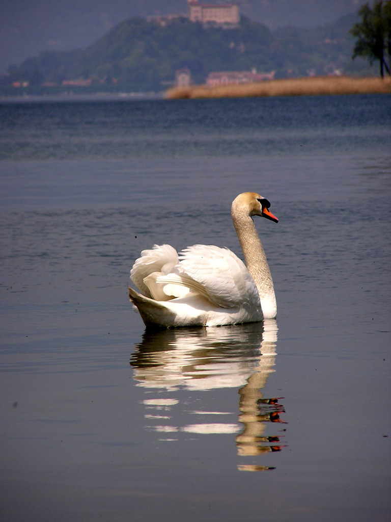 cigno