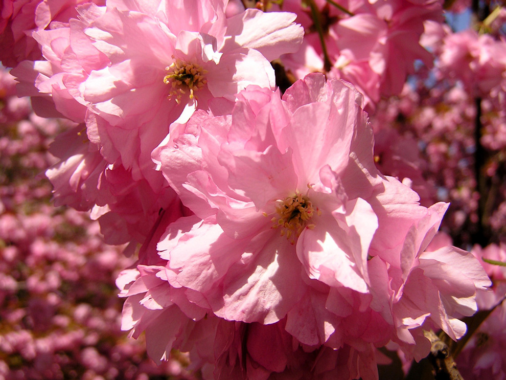  primavera