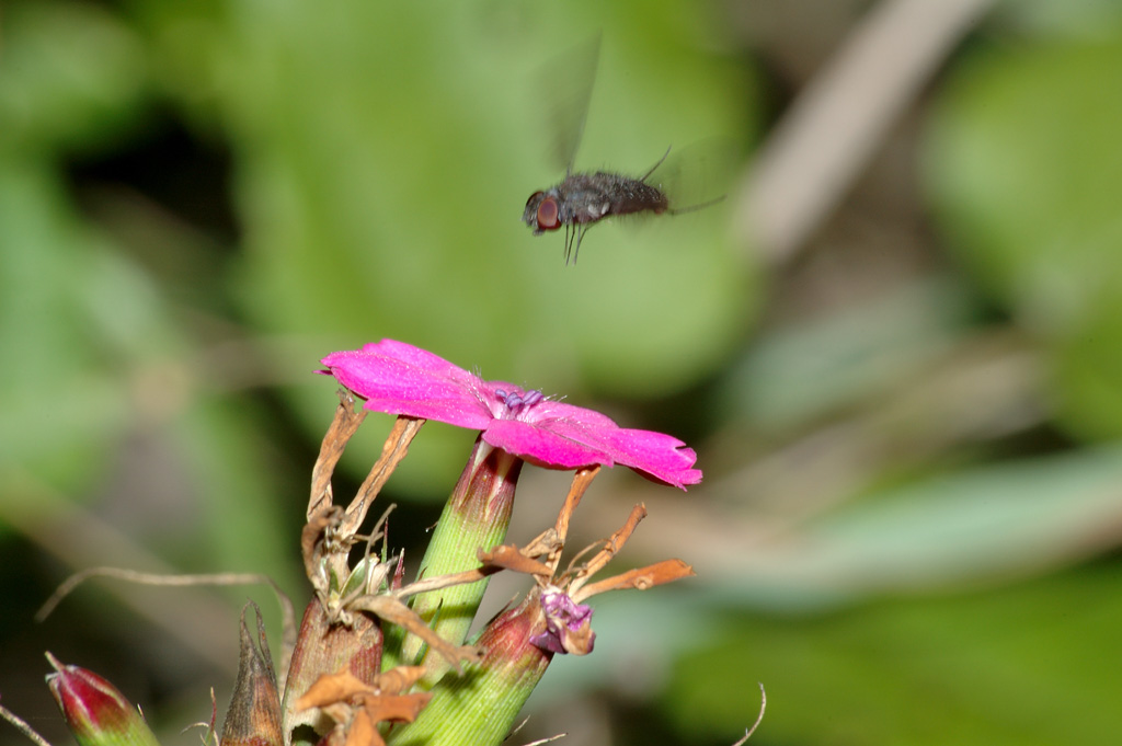 Fiore con Mosca 2
