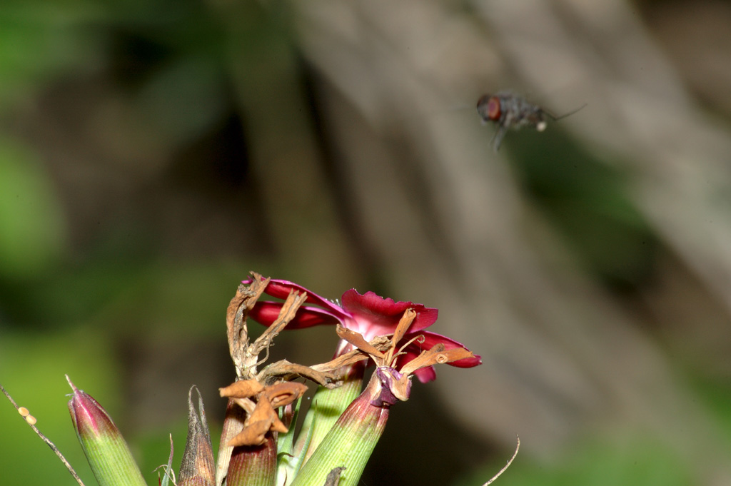 Fiore con Mosca 1