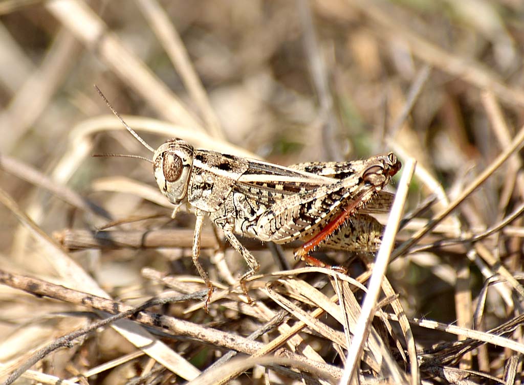 Grillo