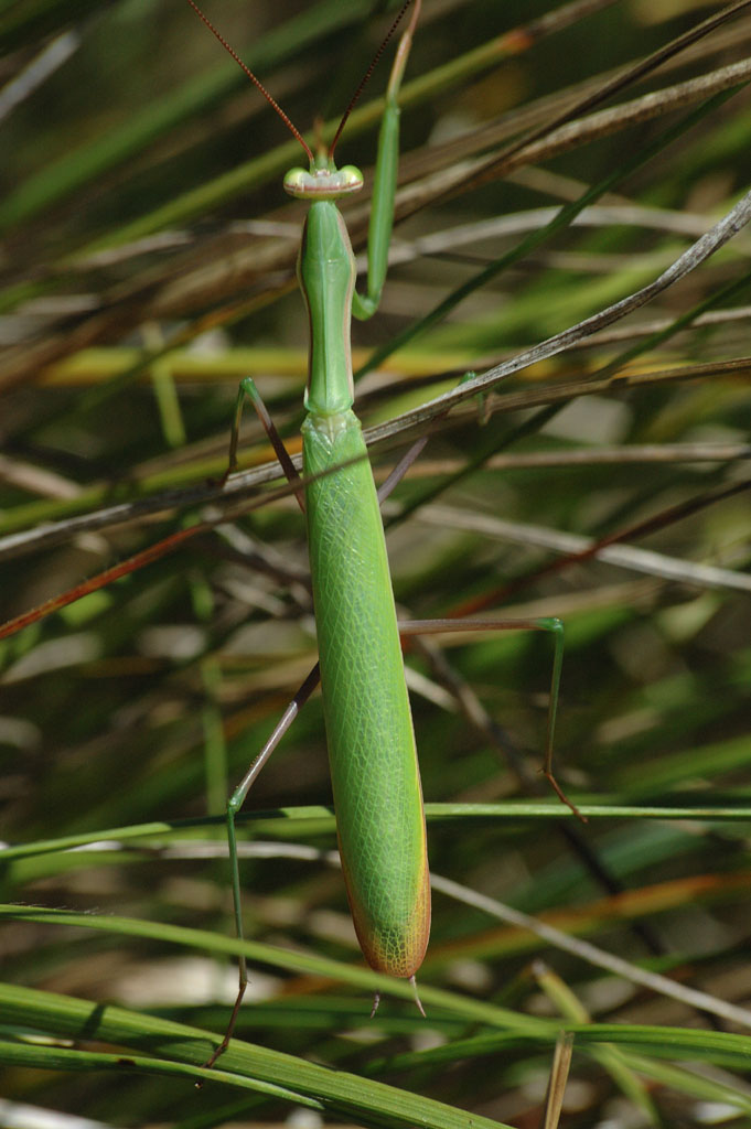 Mantide Religiosa 2
