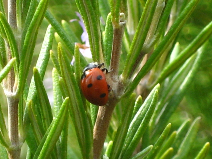 coccinella