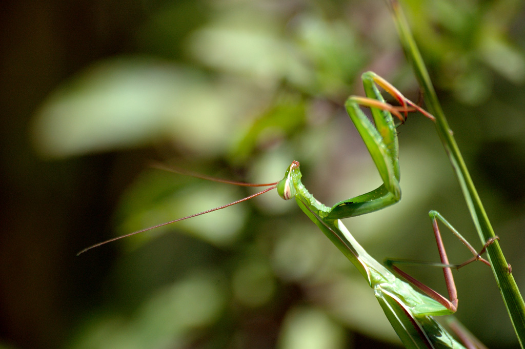 Mantide Religiosa 1