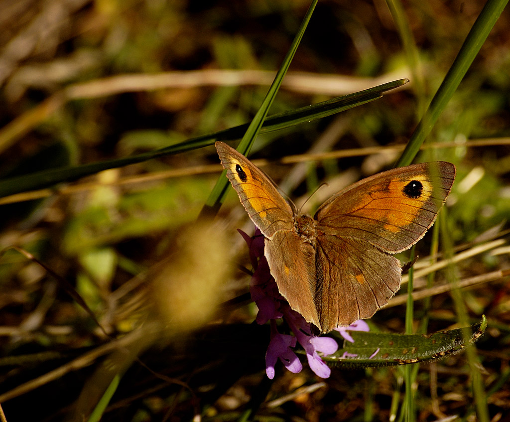 altra farfallina
