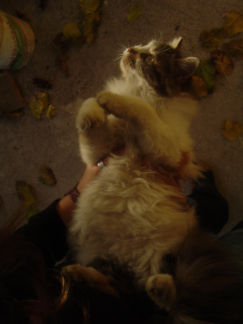 micio
