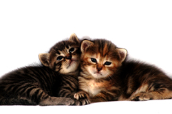 cat's