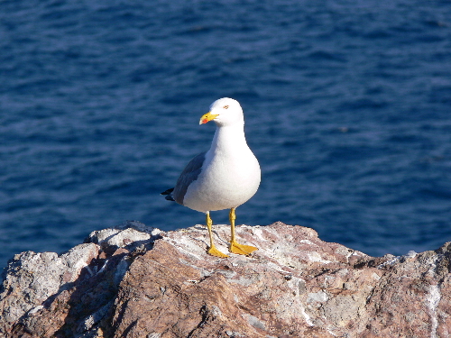 Gabbiano