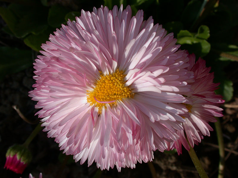 "Ms. Viri's Daisy"