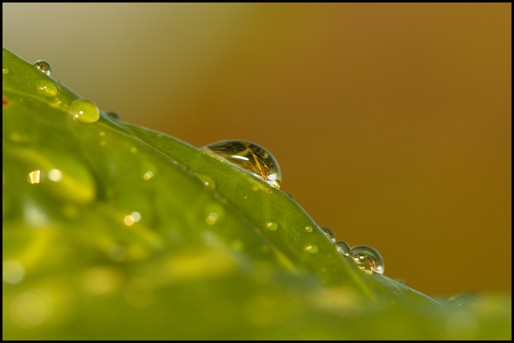 collina verde