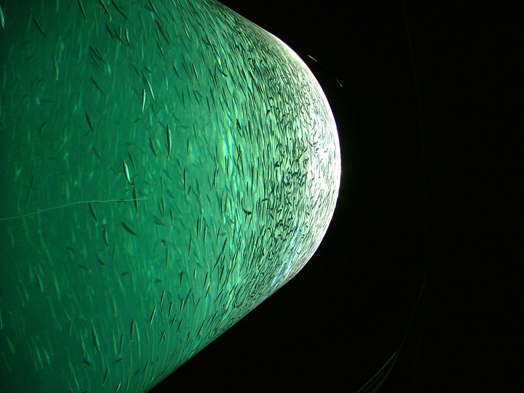 acquario