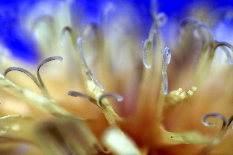 fiore a 4X