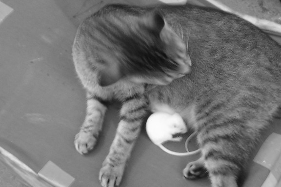 gatto e topo