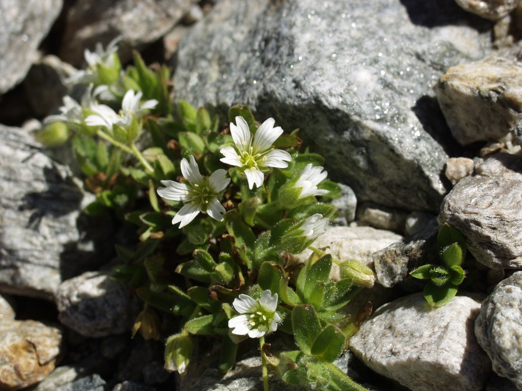 FIORI