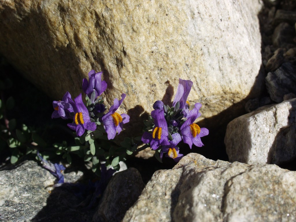 FIORI2
