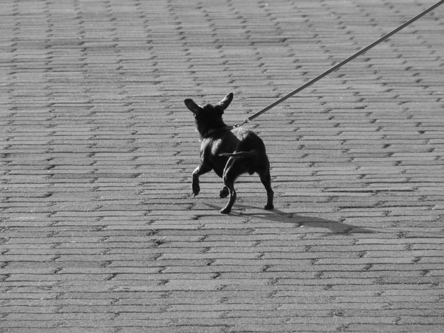 Cane o topo gigante?