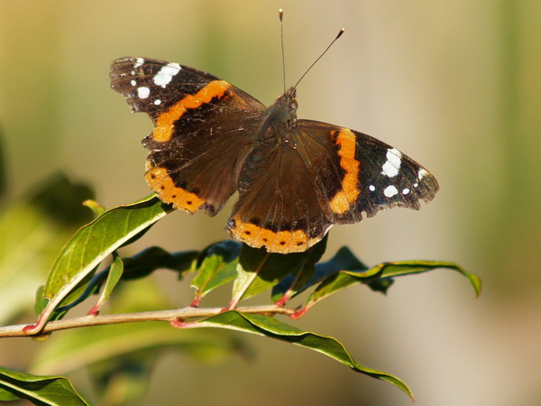 fafalla comune