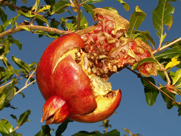 melograno