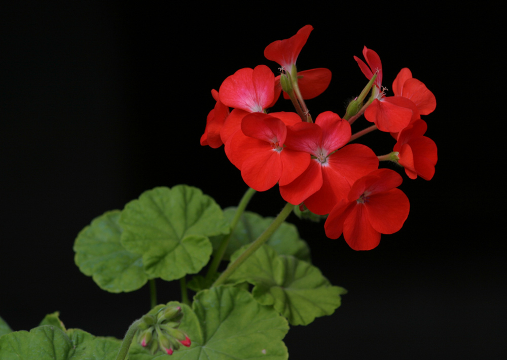 Fiore di chiostro