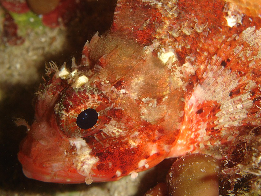 Scorfano rosso
