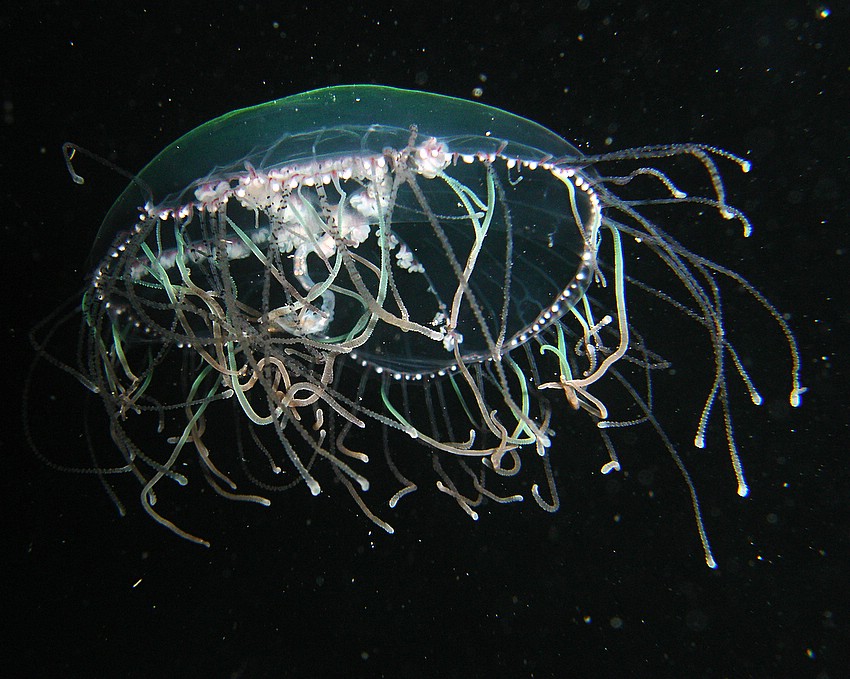 Olindas phosphorea