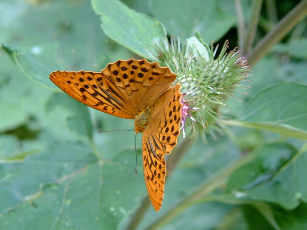 Farfalla