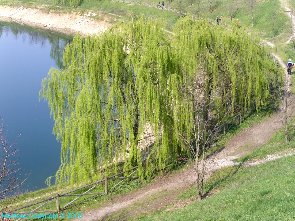 primavera