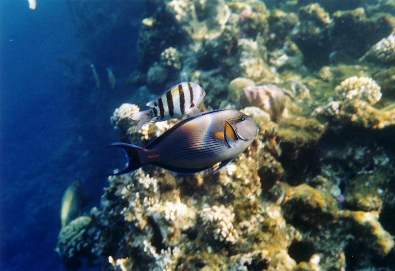Pesce