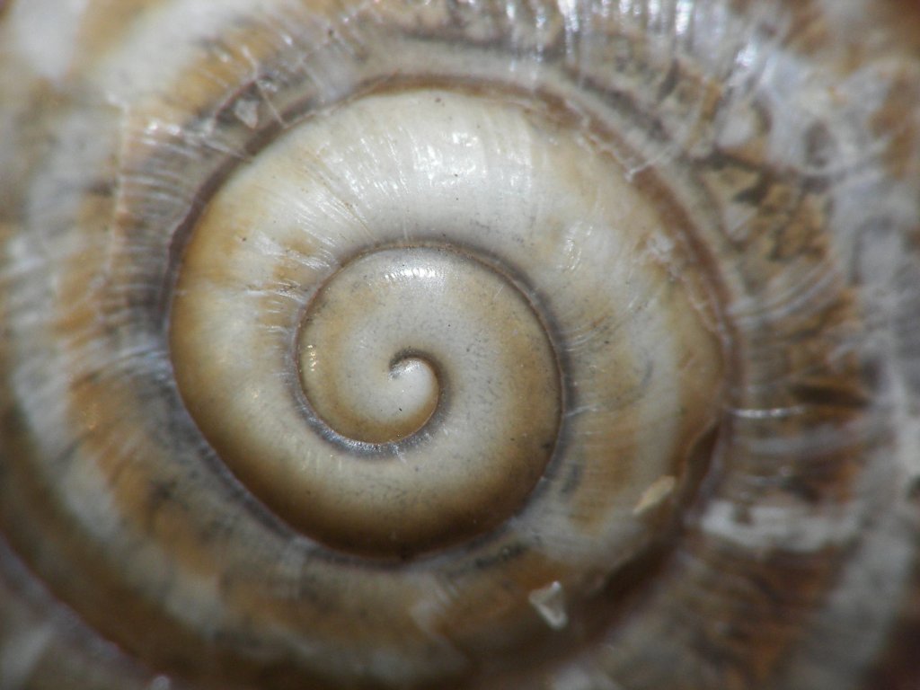 ipnosi