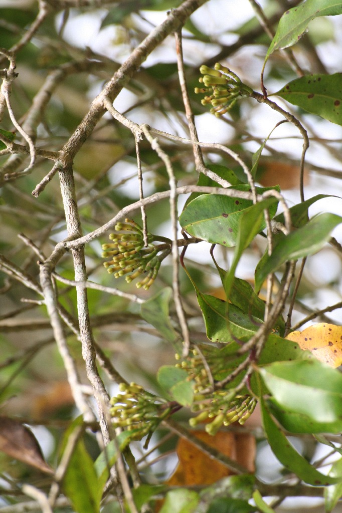 L' ORO DI ZANZIBAR
