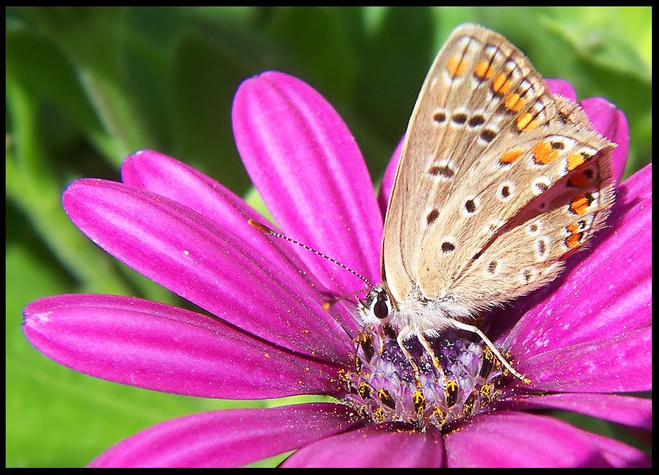 Farfallina