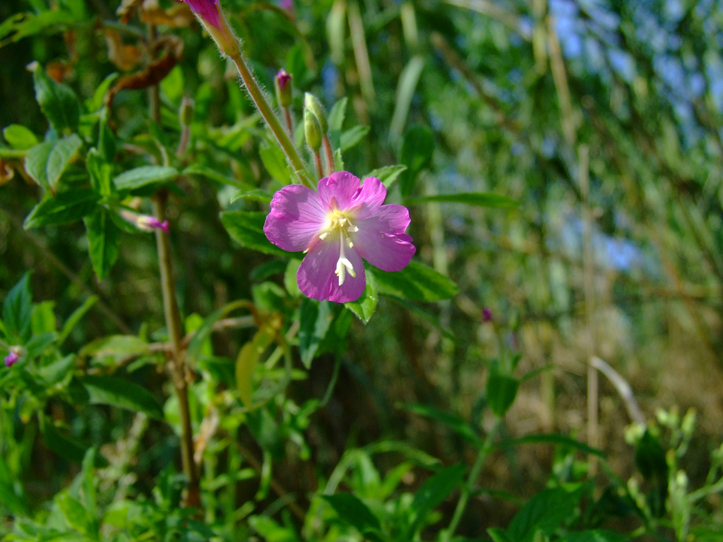 fiore macro